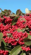 Cotoneaster Lacteus or Late Cotoneaster