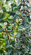 Cotoneaster Microphyllus Cochleatus