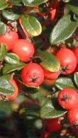 Cotoneaster Suecicus Coral Beauty - decorative ground cover evergreen