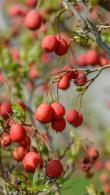 Crataegus Grignonensis or Grignon Hawthorn produces a haze of pretty white flowers, followed by profuse clusters of red haws, great for wildlife, for sale UK.