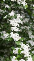 Crataegus Laevigata Plena Hawthorn, a very showy hybrid covered with double white flowers in May. For sale as mature full standard trees on 2 Metre clear stems