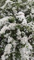 Crataegus Monogyna Stricta Hawthorn, upright variety of the native common hawthorn