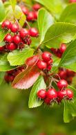 Crataegus Persimilis or Hawthorn Tree, quality trees for sale online UK delivery.
