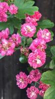 Red Hawthorn, Pauls Scarlet variety for sale online as a tree or for hedging at our UK plant centre