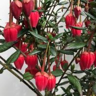 Crinodendron Hookerianum known as Chilean Lantern Tree
