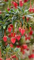 Crinodendron Hookerianum or Chilean Lantern Tree is a lovely evergreen shrub with superb crimson flowers, for sale online with UK delivery.