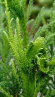 Cryptomeria Japonica Sekkan Sugi Japanese Cedar