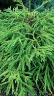 Cryptomeria Japonica Spiralis Japanese Cedar Dwarf Conifer