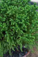 Cryptomeria Japonica Vilmoriniana Japanese Cedar Dwarf Shrub