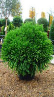 Cryptomeria Japonica Globosa Nana, Low growing conifers for sale at Paramount Plants and Gardens