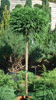 Cryptomeria Japonica or Japanese Cedar topiary full standard tree for sale at Paramount Plants - London topiary specialists