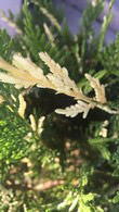 Variegated Leyland Cypress trees for sale online UK