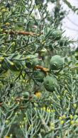 Cupressus Arizonica Fastigiata Blue Arizona Cypress