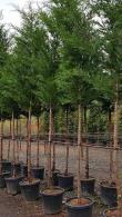 Cupressus Leylandii full standard trees - perfect for evergreen screening and above fence or wall screening, buy UK.