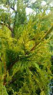 Cupressus Leylandii Gold Rider Conifer Trees, UK