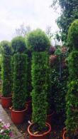 Cupressus Macrocarpa Goldcrest, Goldcrest Conifer Trees to buy online in the UK