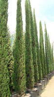 Italian Cypress Tree or Cupressus Sempervirens, for sale at Mediterranean Tree Nursery, London UK