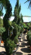 Cupressus Castlewellan Spiral Topiary - specialist topiaries for sale in London & Online from Paramount Plants, UK