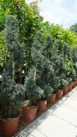 Cupressus x Leylandii Blue Jeans Topiary Spiral UK