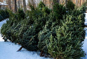 Real Cut Christmas Trees to Buy 0nline