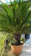 Cycas Revoluta, Japanese Sago palm, Buy Cycads online with delivery in the UK