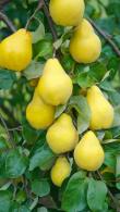 Rounded apple-shaped golden fruits of Cydonia oblonga Champion Fruiting Quince