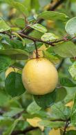Cydonia Oblonga Ludovic Quince Tree has exceptionally beautiful blossom and large fragrant apple-shaped fruits.