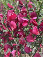 Cytisus × boskoopii Boskoop Ruby or Broom Boskoop Ruby