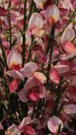 Cytisus Praecox Hollandia Broom