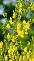 Cytisus Luna Common Broom Decorative Flowering Shrub