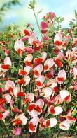 Cytisus Maria Burkwood Broom