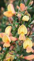 Cytisus Zeelandia or Broom Zeelandia Summer Flowering Shrub