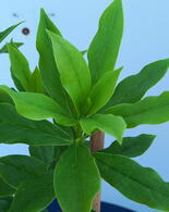 Daphne Bholua Jacqueline Postill