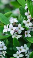 Daphne Transatlantica Eternal Fragrance