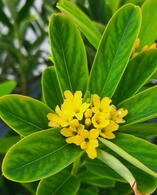 Daphne Gemmata Royal Crown