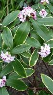Daphne Odora Aureomarginata. Variegated Daphne Winter Daphne, pink flowering plants for sale online UK delivery