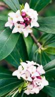 Daphne Odora pink winter flowering Daphne Plants for sale Online UK & IRL