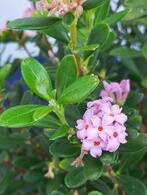 Daphne Odora Sweetheart