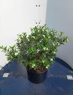 Daphne Transatlantica Summer Ice