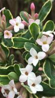 Daphne Burkwoodii Astrid or Variegated Daphne for Sale UK