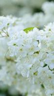 Deutzia Magnifica White Flowering Shrub - for Sale Online