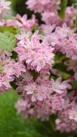 Deutzia Hybrida Strawberry Fields, beautiful pink flowering shrub, attracts wildlife, for sale online at our London nursery, UK delivery