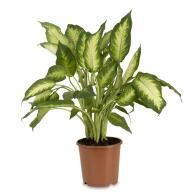 Dieffenbachia Camilla or Dumb Cane Camille plants for sale