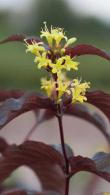 Diervilla Splendens Diva El Madrigal Bush honeysuckle