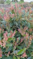 Distylium Blue Cascade