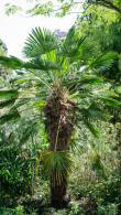 Trachycarpus Wagnerianus, Hardy Palms, Paramount Plants and Gardens, Palm Trees London