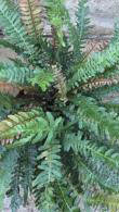 Doodia Media Common Rasp Fern for Sale Online from our London plant centre, UK nationwide delivery