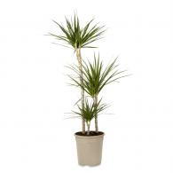 Madagascar Dragon Tree, botanical name Dracaena Marginata, an easy to grow house plant with good air purification.