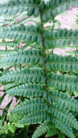Dryopteris Affinis Pinderi also called Pinders Golden Scaled Male Fern buy online, UK delivery