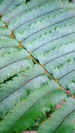 Dryopteris Cycadina or Shaggy Shield Fern is available to buy online. London garden centre, UK